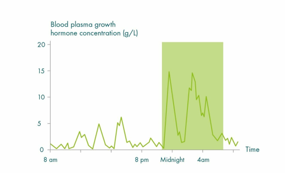 A graph showing blood plasma growth hormone concentration (g/L) ranging from 0-20 on the y-axis and time of day on the x-axis. Blood plasma growth hormone concentration fluctuates between 0 and 7 g/L between 8 am and 11 pm. Just before midnight, blood plasma growth hormone concentration rapidly increases to 15g/L before dropping to 2 g/L. After 2 am the concentration fluctuates between 15g/L and 2g/L. At 7 am, the concentration remains around 2g/L.