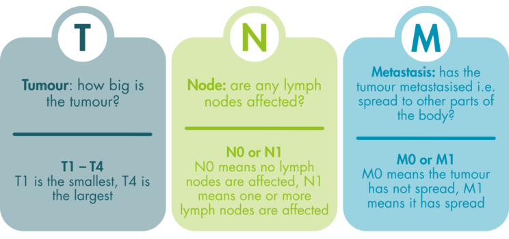 An infographic explaining the TMN acronym. T: Tumour - how big is the tumour? T1-T4. T1 is the smallest, T4 is the largest. N: Node - are any lymph nodes affected? N0 or N1. N0 means no lymph nodes are affected, N1 means one or more lymph nodes are affected. M - Metastasis: has the tumour metastasised i.e. spread to other parts of the body? M0 or M1. M0 means the tumour has not spread, M1 means it has spread.
