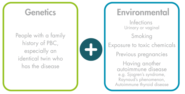 Two text boxes labelled ‘Genetics’ and ‘Environmental’ with an addition sign in between the two. Genetics: people with a family history of PBC, especially an identical twin who has the disease. Environmental: Infections (urinary or vaginal), smoking, exposure to toxic chemicals, having another autoimmune disease e.g. Sjogren’s syndrome, Raynaud’s phenomenon, Autoimmune thyroid disease.