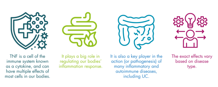 An infographic with four statements about TNF alpha. TNF is a cell of the immune system known as a cytokine, and can have multiple effects of most cells in our bodies, it plays a big role in regulating our bodies’ inflammation response, it is also a key player in the action (or pathogenesis) of many inflammatory and autoimmune diseases, including UC and The exact effects vary based on disease type.