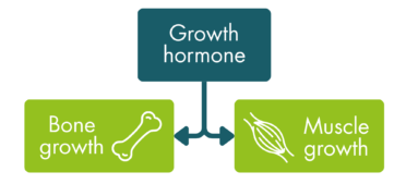 Growth hormone” with arrows pointing towards two text boxes labelled “Bone growth” and “Muscle growth