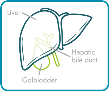 Image of a liver, gallbladder and hepatic bile duct.